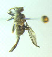 Image de Atoniomyia