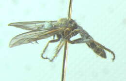 Image de Atoniomyia
