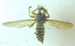 Image de Mallophora