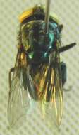 Image of Screwworm Flies