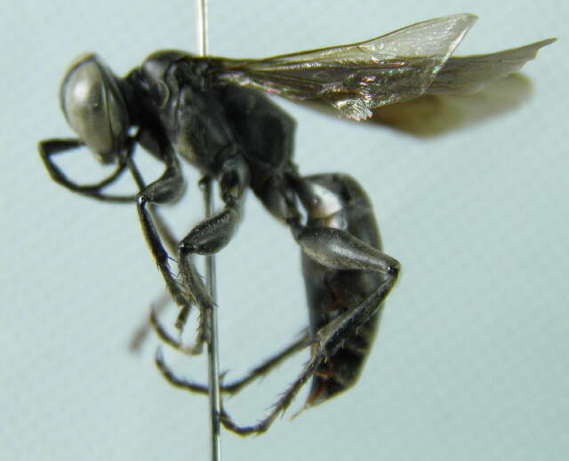 Image of cockroach wasps