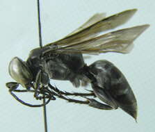 Image of cockroach wasps