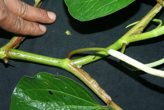 Image of Vera cruz pepper