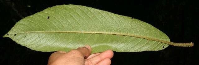 Image of Saurauia montana Seem.