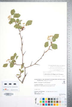 Imagem de Crataegus purpurella J. B. Phipps & O'Kennon