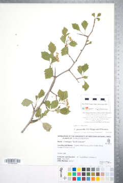 Imagem de Crataegus purpurella J. B. Phipps & O'Kennon