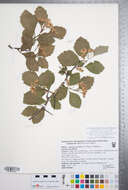 Image de Crataegus atrovirens J. B. Phipps & O'Kennon