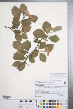 Image de Crataegus atrovirens J. B. Phipps & O'Kennon