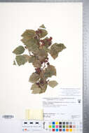 Imagem de Crataegus okanaganensis J. B. Phipps & R. J. O'Kennon