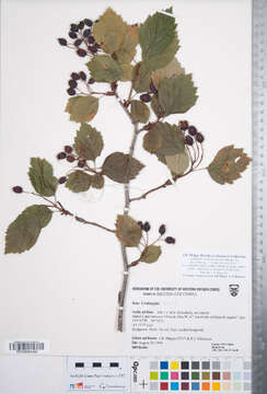 Imagem de Crataegus okanaganensis J. B. Phipps & R. J. O'Kennon