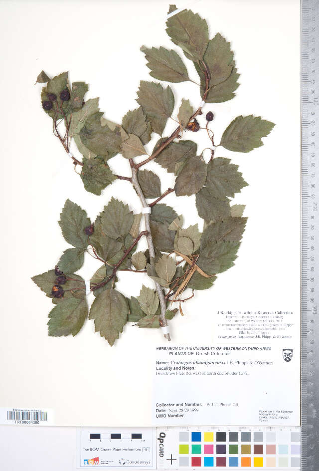 Imagem de Crataegus okanaganensis J. B. Phipps & R. J. O'Kennon