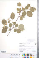 Plancia ëd Crataegus phippsii R. J. O'Kennon