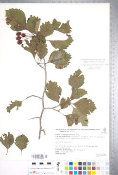 Image of Crataegus jonesiae Sarg.