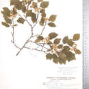 Image of clustered hawthorn