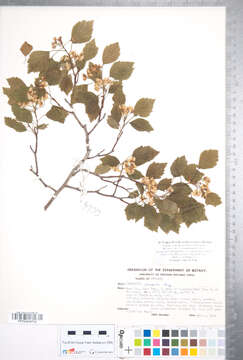 Image of clustered hawthorn