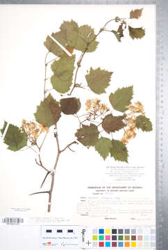 Crataegus coccinioides Ashe resmi