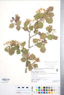 Image of Crataegus magniflora Sarg.