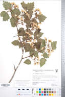 Image of Crataegus magniflora Sarg.