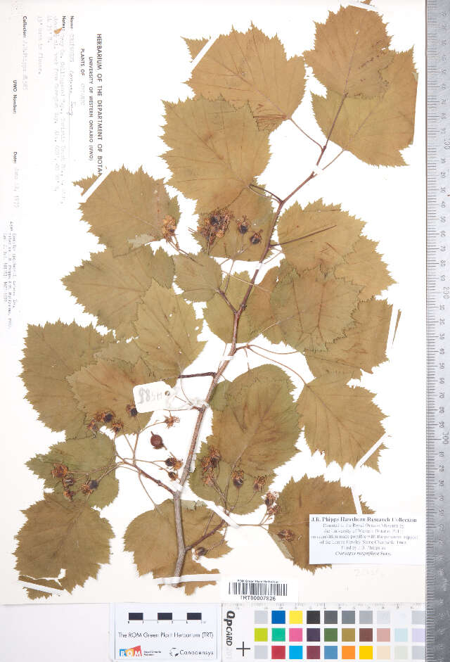 Image of Crataegus magniflora Sarg.