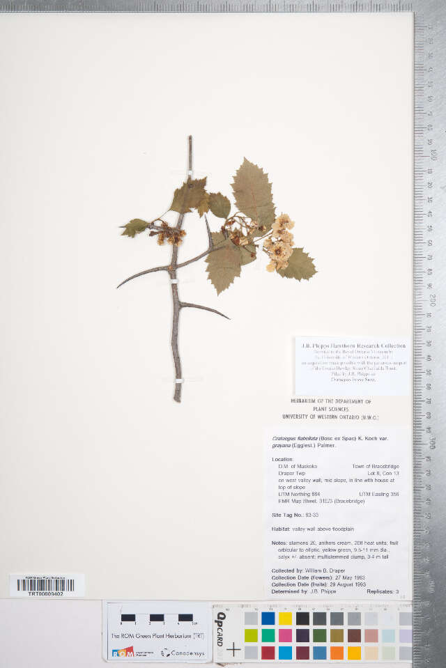 Image of Blanchard's hawthorn