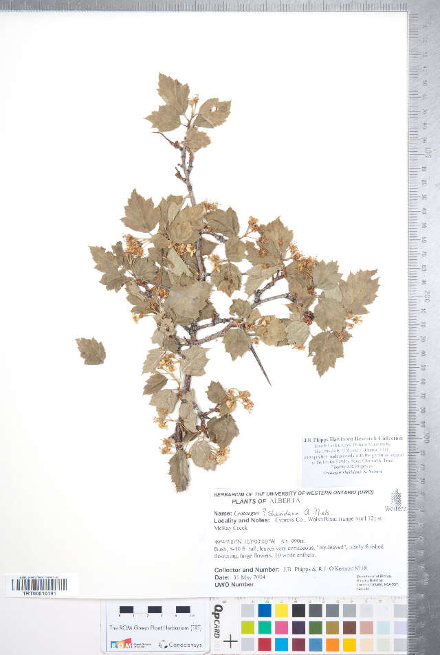 Image of <i>Crataegus sheridana</i>