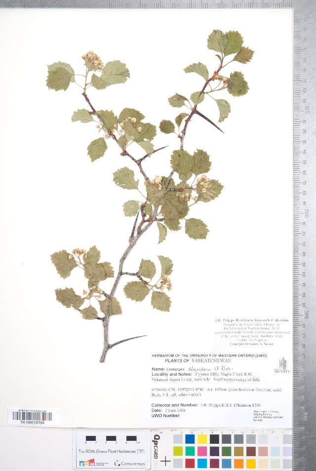 Imagem de <i>Crataegus sheridana</i>