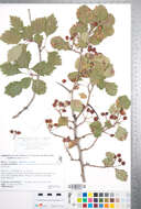 Imagem de <i>Crataegus sheridana</i>