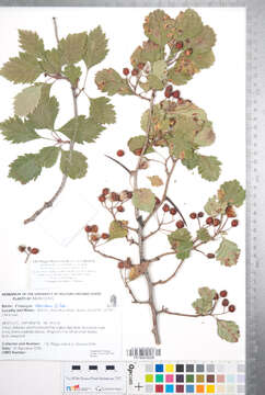 Imagem de <i>Crataegus sheridana</i>