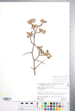 Image of Crataegus rubribracteolata J. B. Phipps & O'Kennon