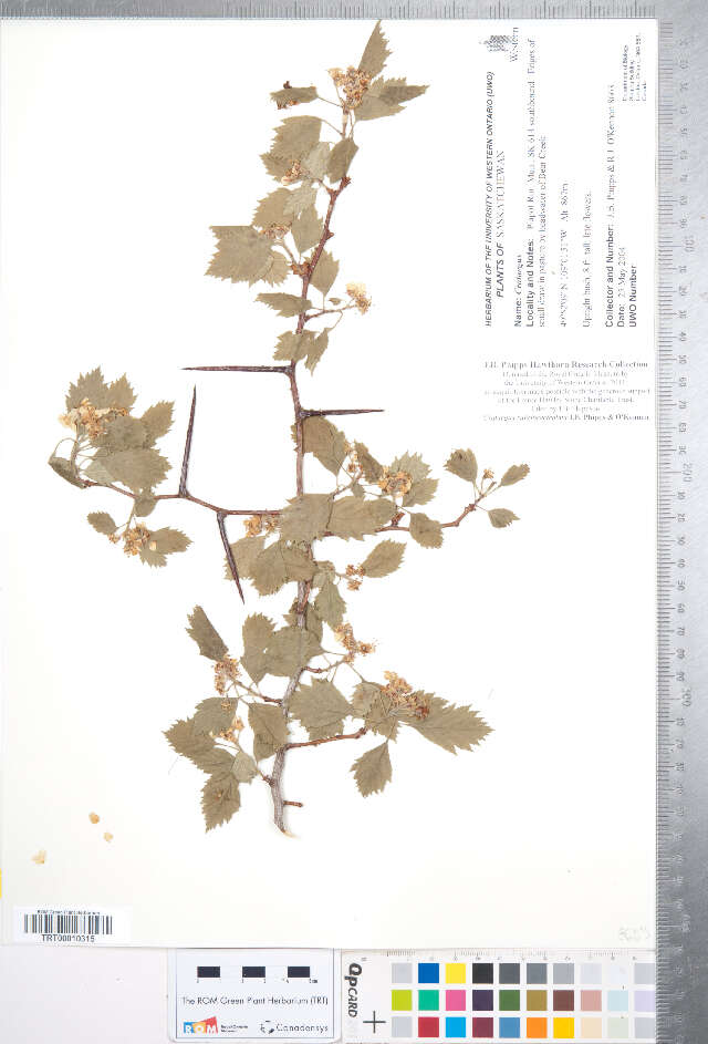 Image of Crataegus rubribracteolata J. B. Phipps & O'Kennon