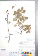 Image of Crataegus rubribracteolata J. B. Phipps & O'Kennon