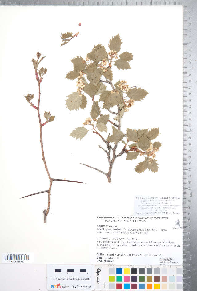 Image of Crataegus rubribracteolata J. B. Phipps & O'Kennon