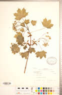 Image of Norway Maple