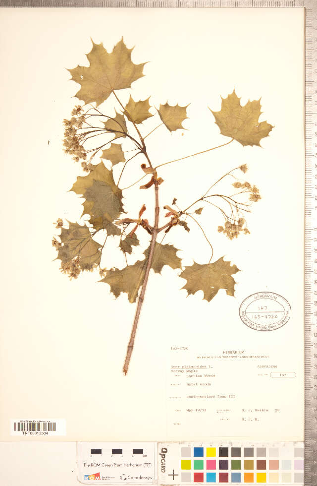 Image of Norway Maple