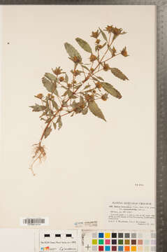 صورة Bidens heterodoxa (Fern.) Fern. & St. John