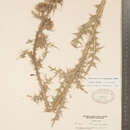 Image of Carduus nutans subsp. nutans