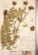 Image of greater knapweed