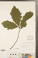 Image of Swamp White Oak