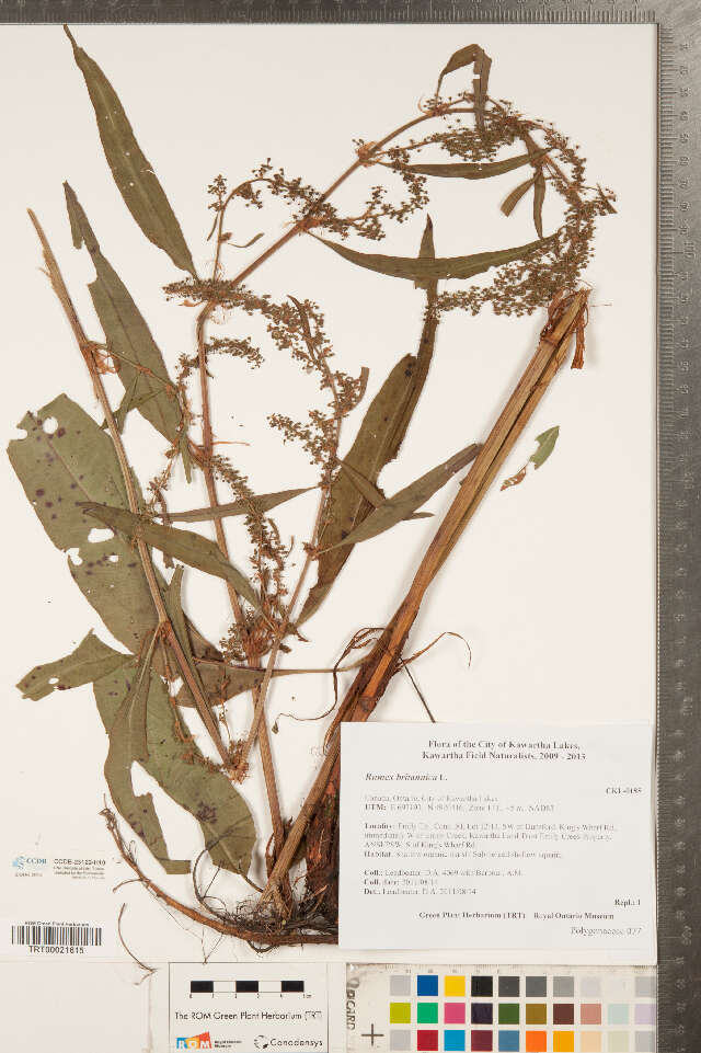 Image of Rumex britannica