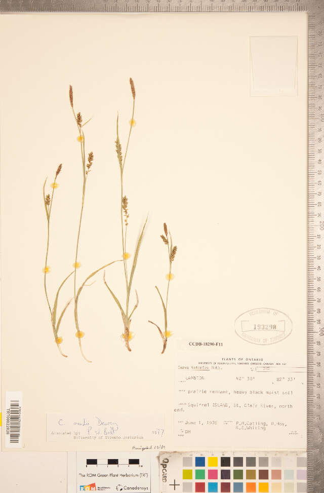 Image of Mead's Sedge