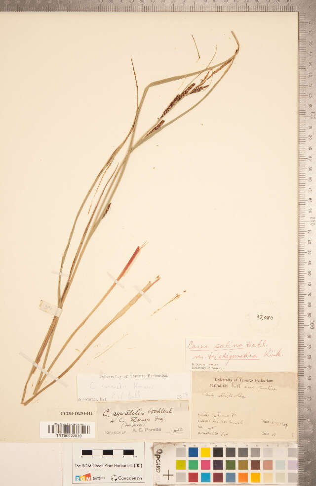 Image of Ramensk's Sedge