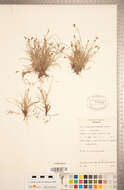 Image of black edge sedge