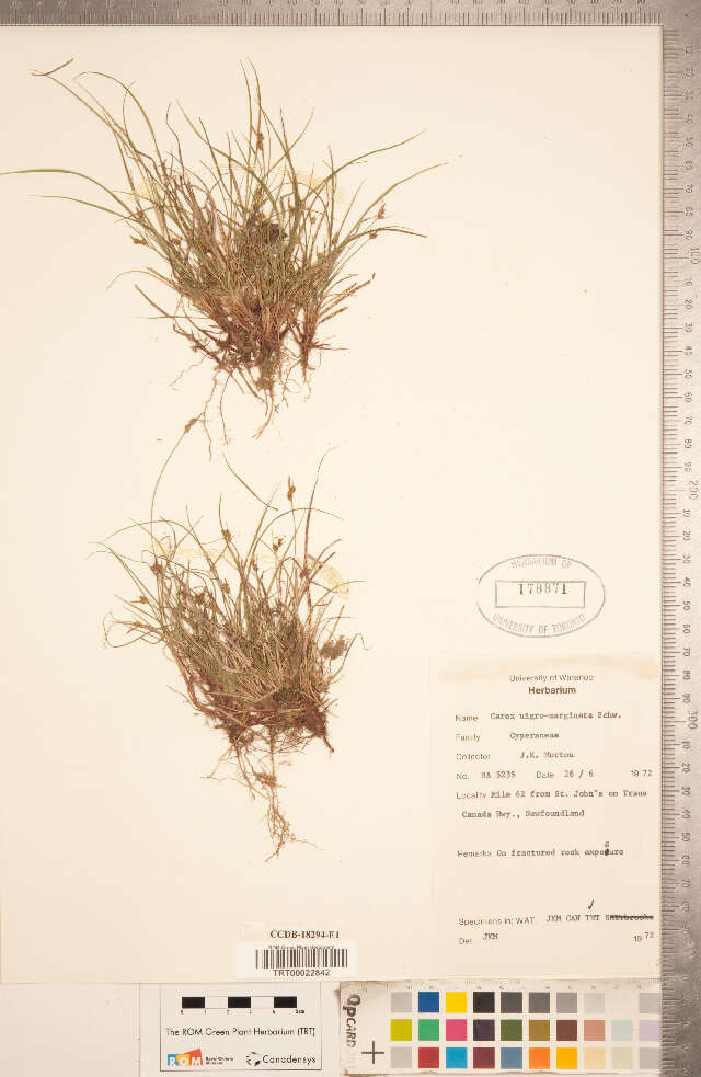 Image of black edge sedge