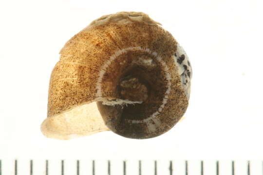 Image of Lymnaeoidea Rafinesque 1815