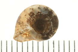Image of Lymnaeoidea Rafinesque 1815