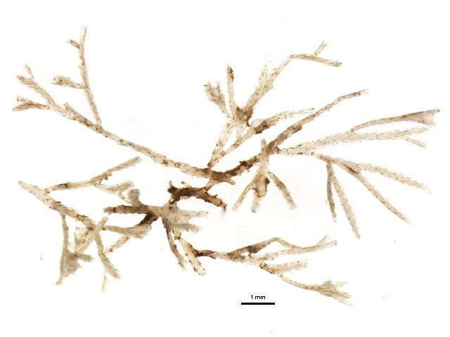 Image de Cyclostomatida