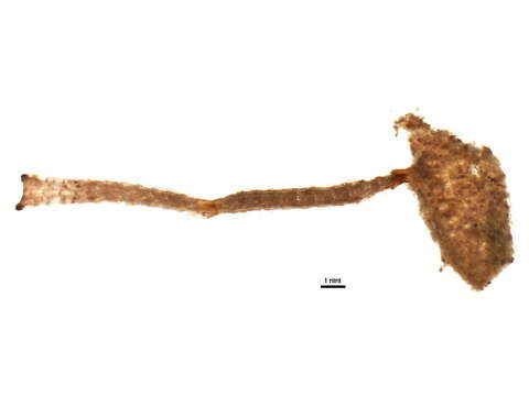 Image of Thalamoporellidae Levinsen 1902