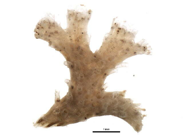 Image de Cyclostomatida