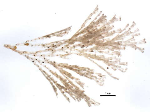 Image of Cheilostomatida Busk 1852