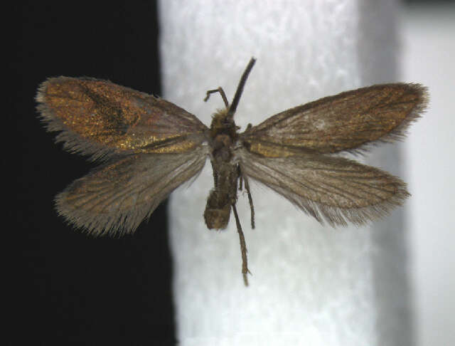 Image of mandibulate moths
